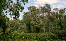 Rừng tràm Trà Sư “cho phép” tín chỉ carbon bước ra khỏi báo cáo