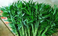 3 loại cây nên đặt trong nhà năm Bính Ngọ