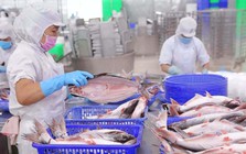 Vĩnh Hoàn báo lãi 245 tỷ đồng quý 4/2025, giảm 44% so với cùng kỳ, cổ phiếu kịch sàn