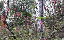 "Cụ" đào trăm năm tuổi, giá thuê 120 triệu đồng giữa phố Hà Nội