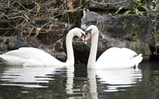 Cặp thiên nga trắng Dương - Hảo ở Thảo Cầm Viên tái hợp sau biến cố bị "bắt cóc", khoảnh khắc khiến du khách hò reo không ngớt