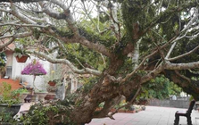 4 loại cây là nam châm hút lộc, trồng vào đầu năm vừa đẹp sang, vừa thêm may mắn