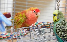 Campuchia cảnh báo