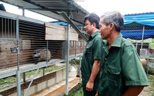 Vay 50 triệu nuôi 100 con vật hoang, tiền ăn 3.000 đồng/con/ngày, cựu chiến binh lãi đậm