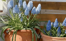 Tết 2026, chị em rủ nhau chơi loài hoa tí hon: Nhẹ tiền, dễ chăm, chưng trong nhà sang hẳn