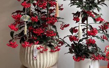 Tết Bính Ngọ bày 5 cây này trong nhà, tài lộc gõ cửa, cầu đâu trúng đó