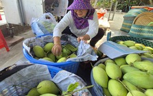 Xoài Tết quá mắc, người bán thấy giá cũng "sợ"