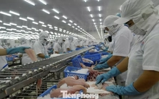 Xuất khẩu cá tra tăng mạnh