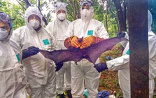 WHO xác nhận một trường hợp tử vong do virus Nipah