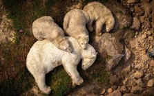 Hình ảnh gấu Bắc Cực ngủ trên bùn khiến thế giới giật mình