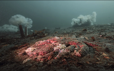 5 tỷ sao biển bỗng dưng chết hàng loạt: Điều gì đang xảy ra dưới đáy biển Bắc Mỹ?