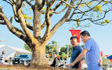 Ngắm cây mai được trả giá hơn 1 tỉ đồng, chủ nhân chưa muốn bán