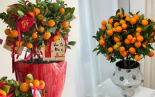 Vị trí "đại kỵ" khi đặt cây quất, cành đào ngày Tết khiến tài lộc đội nón ra đi, gia chủ nghèo đi trông thấy mà không hiểu lý do