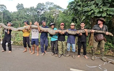 Vô tình bắt được "quái thú" dài hơn 7m, nặng gần 100kg: Guinness tìm tới tận nơi trao chứng nhận