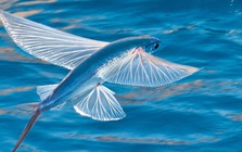 Loài cá biết bay