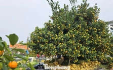 Độc lạ quất đảo vàng, đào chiếc ô