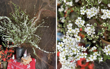 Bí quyết chăm sóc tuyết mai ra hoa đúng Tết Nguyên đán