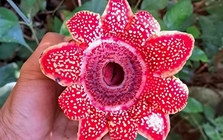 Phát hiện loài hoa quý hiếm Địa nhãn Himalaya trong rừng Phong Nha - Kẻ Bàng