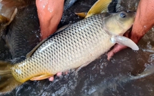 Mẹo xương máu phân biệt cá tươi và cá ươn, người bán "cậy mồm" cũng không nói