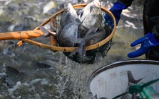 Loài cá rẻ tiền bán đầy chợ Việt bất ngờ được một quốc gia BRICS chi hàng triệu USD mua về, Mỹ cũng liên tục săn đón