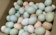 Nghiên cứu phát hiện thời điểm trứng để ở nhiệt độ phòng bị nhiễm khuẩn