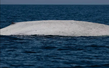 Ngư dân tưởng nhìn nhầm khi thấy sinh vật trắng toát giữa biển, chuyên gia xác nhận: Tỷ lệ chỉ 0,0025%