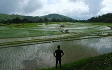 'Ông trùm' xuất khẩu gạo lớn nhất thế giới tiếp tục đón sóng gió