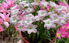 Đây là "cỗ máy nở hoa" trong nhà: Càng gặp mưa gió càng bung nụ, đẹp quanh năm chấp mọi loại thời tiết