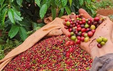 Nông sản Việt giữ đà tăng trưởng trong bối cảnh thương mại biến động