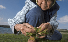 Bí quyết "bình dị đến không tưởng" của ngôi làng trường thọ: Không thể dục, ăn kiêng vẫn sống trăm tuổi