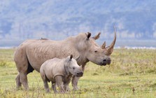 Phía Nam Phi nói gì về việc đại gia Khoa 'kim cương' bị bắt giữ?