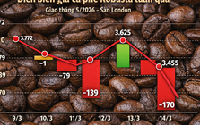 Giá cà phê hôm nay 14-3: Rớt mạnh khi người Mỹ thay đổi thói quen