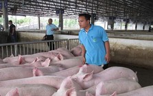 Hộ kinh doanh bán lợn thịt có phải xuất hóa đơn không? Thuế TP. Hà Nội trả lời