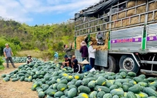 Dưa hấu rớt giá thê thảm, cắt lỗ 1.000 đồng/kg