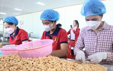 Ngành điều Việt Nam hướng tới giữ vững đà tăng trưởng sau năm kỷ lục