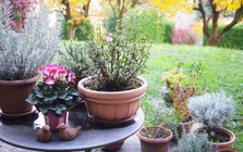 7 loại cây mang lại may mắn, nên trồng ngay trong vườn nhà