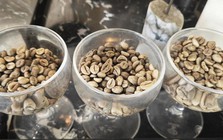Nghịch lý: Nước không trồng cây cà phê nào lại có nhiều thương hiệu cà phê mạnh toàn cầu