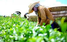 Xuất khẩu nông sản Việt 'ngấm đòn' chiến sự Trung Đông