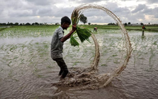 Buồn của quốc gia nhập khẩu 2 triệu tấn gạo: Gần 90 nhà máy xay xát phải đóng cửa, chuyện gì đang xảy ra?