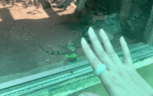 Clip kỳ nhông ở Thảo Cầm Viên vẫy khách đang tăng view ầm ầm