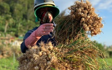 Nông dân Lý Sơn khóc ròng vì "vàng trắng" mất giá