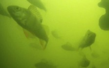 Hàng triệu người trên thế giới đang háo hức theo dõi đàn cá bơi qua bơi lại ở Hà Lan: Lý do rất thú vị và quan trọng