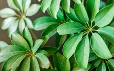 3 loại cây đặc biệt phù hợp với tuổi 40 trở lên: Biết trồng thì thể chất và tinh thần đều đi lên