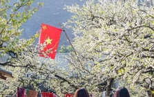 Du lịch mùa hoa: Từ trào lưu đến bài toán sản phẩm quy mô