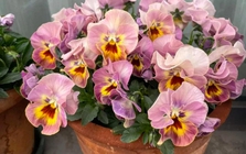 5 loài hoa nở 200 ngày mỗi năm, không biết mệt là gì: Đẹp hơn hoa hồng, thơm hơn mộc hương, chăm cực dễ