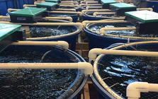 Việt Nam vừa đón tin vui cùng lúc từ cả Trung Quốc và Nhật Bản