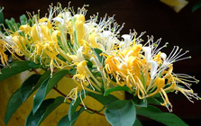 Loài cây trồng phòng khách xanh mướt quanh năm, hễ nở hoa còn là "điềm lành hiếm gặp", hút tài lộc đỉnh cao