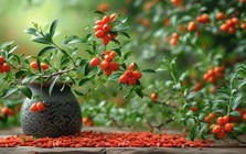 5 loài cây "tiên thảo": Vừa làm cảnh vừa là vị thuốc Đông Y, trồng càng lâu càng quý như vàng ròng