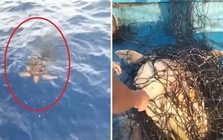Rùa mắc lưới bơi đến thuyền cầu cứu, clip hút hơn 16 triệu lượt xem: Người quay tiết lộ thông tin