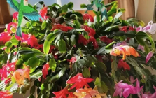 5 loài cây sống lâu hơn cả người, càng già càng lộ ra sự quý giá, bảo vệ gia đình, giữ lộc 3 đời con cháu